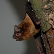 Lebende, braune Fledermaus schaut aus einem Baumloch