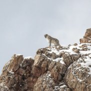 Panthere-des-neiges-Tibet ©Vincent Munier