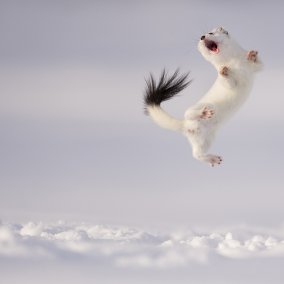 © Jose Manuel Grandío , Wildlife Photographer of the Year