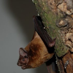 Lebende, braune Fledermaus schaut aus einem Baumloch