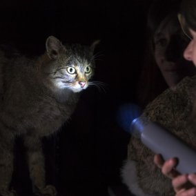 Theaterführung: Tierische Signale. Leuchtkäfer, Wildkatze und Waldkauz Theaterführung: Tierische Signale. Leuchtkäfer, Wildkatze und Waldkauz