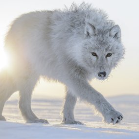 Loup arctique, Ellesmere Island, Nunavut, Canada. Photo : Vincent Munier Loup arctique, Ellesmere Island, Nunavut, Canada. Photo : Vincent Munier