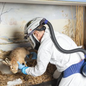 Präpariert ist nicht ausgestopft NMBE Präparation Monitoring Tiere der Schweiz 2396