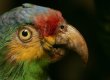 Red-lobed Amazon, a parrot from the museum's collections