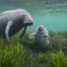 Jason Gulley (c) Wildlife Photographer of the Year