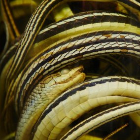 Naturhistorisches Museum Basel, Foto by Gregor Brändli